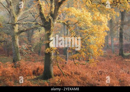 Querce europee (Quercus robur) immerse nella luce del sole mattutino creano un bagliore autunnale dorato nei nebbiosi boschi di Kinclaven, Perthshire, Scozia Foto Stock