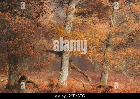 Querce europee (Quercus robur) immerse nella luce del sole mattutino creano un bagliore autunnale dorato nei nebbiosi boschi di Kinclaven, Perthshire, Scozia Foto Stock