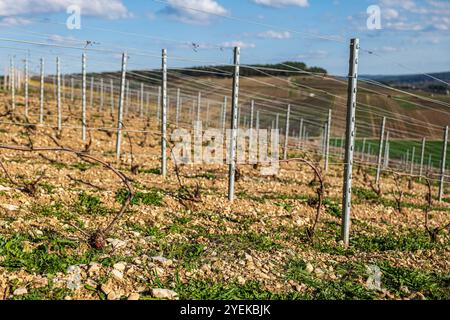 Neuville-sur-Seine (Francia nord-orientale): Paesaggio dei vigneti di champagne in primavera, piante di vite lavorano sulle viti all'inizio della primavera Foto Stock