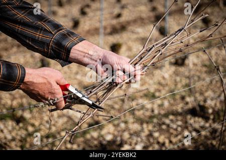 Neuville-sur-Seine (Francia nord-orientale): Sparare diradandosi in un vigneto di Champagne. Questa potatura accelera il ciclo vegetativo e il germoglio scoppia negli spri Foto Stock