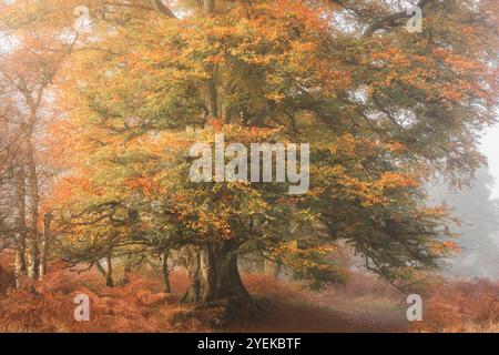 Maestoso faggio europeo (Fagus sylvatica) con rami estesi, circondato da salmastre autunnali e nebbie nei boschi di Kinclaven, Perthshire, Scotla Foto Stock