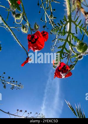 Papaveri rossi accesi contro un cielo blu, illuminati dalla luce del sole in un giorno d'estate Foto Stock