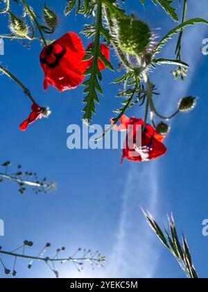 Papaveri rossi accesi contro un cielo blu, illuminati dalla luce del sole in un giorno d'estate Foto Stock