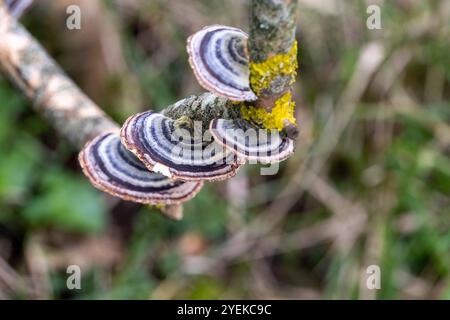 Funghi polipori (trametes versicolor) su un ramo morto del lilla Foto Stock