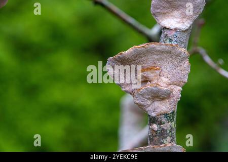 Funghi polipori (trametes versicolor) su un ramo morto del lilla visto dal basso Foto Stock