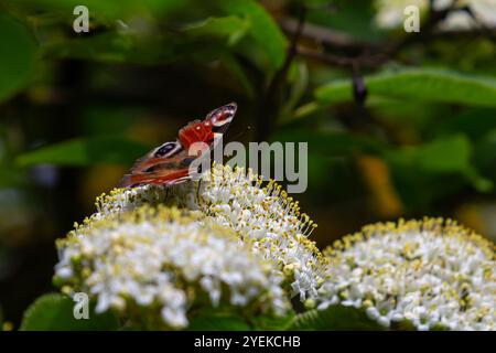 Colorata farfalla di pavone comune europea Aglais io. Foto Stock