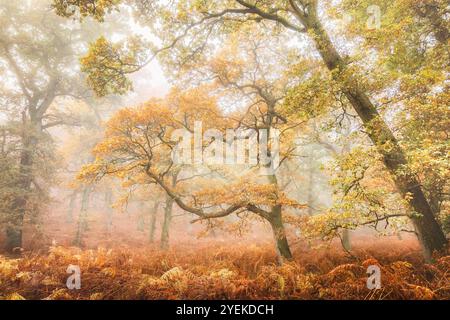 La luce nebbiosa filtra tra i rami tortuosi degli alberi di quercia inglese (Quercus robur), creando un'atmosfera serena sul legno di Kinclaven pieno di salma Foto Stock