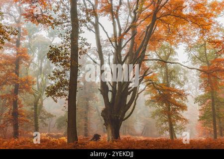 Un maestoso faggio europeo (Fagus sylvatica) sorge tra il bracken autunnale in un bosco nebbioso di Kinclaven, che irradia un'atmosfera serena e incantevole Foto Stock