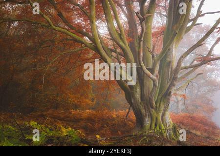 Un maestoso faggio europeo (Fagus sylvatica) sorge tra il bracken autunnale in un bosco nebbioso di Kinclaven, che irradia un'atmosfera serena e incantevole Foto Stock