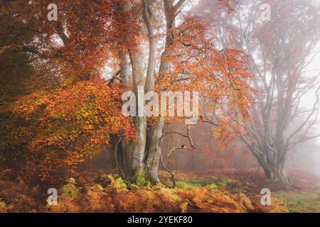 Un maestoso faggio europeo (Fagus sylvatica) sorge tra il bracken autunnale in un bosco nebbioso di Kinclaven, che irradia un'atmosfera serena e incantevole Foto Stock