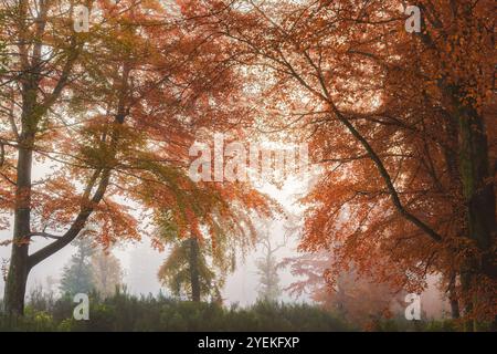 L'eterea nebbia mattutina circonda vibranti faggi europei (Fagus sylvatica) in un tranquillo bosco autunnale a Kinclaven, Perthshire, Scozia. Foto Stock