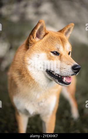Ritratto ravvicinato del cane Shiba inu rosso Foto Stock