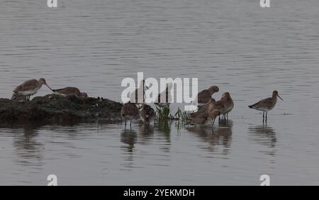 Purfleet Essex, Regno Unito. 27 agosto 2024. PURFLEET, Regno Unito, AGOSTO 27: KingFisher presso RSPB Rainham Marshes Nature Reserve, Purfleet, Essex - 27 agosto 2024. Crediti: Action foto Sport/Alamy Live News Foto Stock