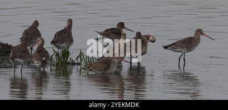 Purfleet Essex, Regno Unito. 27 agosto 2024. PURFLEET, Regno Unito, AGOSTO 27: KingFisher presso RSPB Rainham Marshes Nature Reserve, Purfleet, Essex - 27 agosto 2024. Crediti: Action foto Sport/Alamy Live News Foto Stock