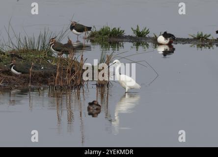 Purfleet Essex, Regno Unito. 27 agosto 2024. PURFLEET, Regno Unito, AGOSTO 27: KingFisher presso RSPB Rainham Marshes Nature Reserve, Purfleet, Essex - 27 agosto 2024. Crediti: Action foto Sport/Alamy Live News Foto Stock