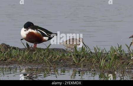 Purfleet Essex, Regno Unito. 27 agosto 2024. PURFLEET, Regno Unito, AGOSTO 27: KingFisher presso RSPB Rainham Marshes Nature Reserve, Purfleet, Essex - 27 agosto 2024. Crediti: Action foto Sport/Alamy Live News Foto Stock