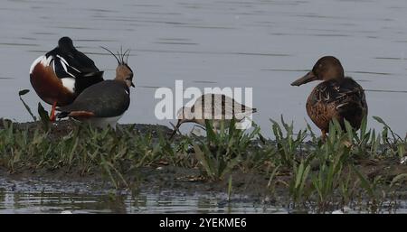 Purfleet Essex, Regno Unito. 27 agosto 2024. PURFLEET, Regno Unito, AGOSTO 27: KingFisher presso RSPB Rainham Marshes Nature Reserve, Purfleet, Essex - 27 agosto 2024. Crediti: Action foto Sport/Alamy Live News Foto Stock