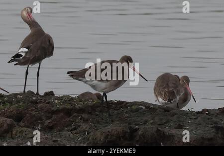 Purfleet Essex, Regno Unito. 27 agosto 2024. PURFLEET, Regno Unito, AGOSTO 27: KingFisher presso RSPB Rainham Marshes Nature Reserve, Purfleet, Essex - 27 agosto 2024. Crediti: Action foto Sport/Alamy Live News Foto Stock