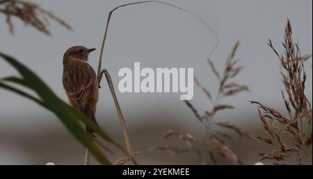 Purfleet Essex, Regno Unito. 27 agosto 2024. PURFLEET, Regno Unito, AGOSTO 27: KingFisher presso RSPB Rainham Marshes Nature Reserve, Purfleet, Essex - 27 agosto 2024. Crediti: Action foto Sport/Alamy Live News Foto Stock