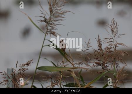 Purfleet Essex, Regno Unito. 27 agosto 2024. PURFLEET, Regno Unito, AGOSTO 27: KingFisher presso RSPB Rainham Marshes Nature Reserve, Purfleet, Essex - 27 agosto 2024. Crediti: Action foto Sport/Alamy Live News Foto Stock