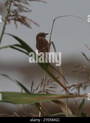 Purfleet Essex, Regno Unito. 27 agosto 2024. PURFLEET, Regno Unito, AGOSTO 27: KingFisher presso RSPB Rainham Marshes Nature Reserve, Purfleet, Essex - 27 agosto 2024. Crediti: Action foto Sport/Alamy Live News Foto Stock