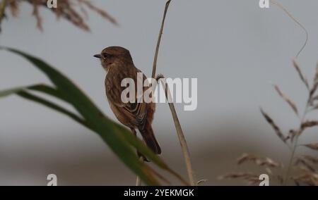 Purfleet Essex, Regno Unito. 27 agosto 2024. PURFLEET, Regno Unito, AGOSTO 27: KingFisher presso RSPB Rainham Marshes Nature Reserve, Purfleet, Essex - 27 agosto 2024. Crediti: Action foto Sport/Alamy Live News Foto Stock