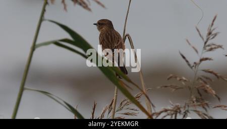 Purfleet Essex, Regno Unito. 31 ottobre 2024. PURFLEET, Regno Unito, AGOSTO 27: KingFisher presso RSPB Rainham Marshes Nature Reserve, Purfleet, Essex - 27 agosto 2024. Crediti: Action foto Sport/Alamy Live News Foto Stock