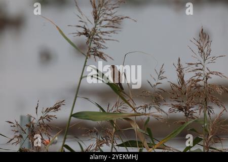 Purfleet Essex, Regno Unito. 27 agosto 2024. PURFLEET, Regno Unito, AGOSTO 27: KingFisher presso RSPB Rainham Marshes Nature Reserve, Purfleet, Essex - 27 agosto 2024. Crediti: Action foto Sport/Alamy Live News Foto Stock