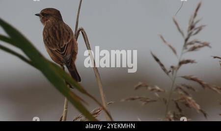 Purfleet Essex, Regno Unito. 27 agosto 2024. PURFLEET, Regno Unito, AGOSTO 27: KingFisher presso RSPB Rainham Marshes Nature Reserve, Purfleet, Essex - 27 agosto 2024. Crediti: Action foto Sport/Alamy Live News Foto Stock