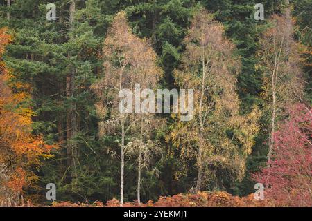 Gli alberi di betulla d'autunno d'oro creano un contrasto sorprendente con la foresta di conifere scura del Perthshire, in Scozia. Foto Stock