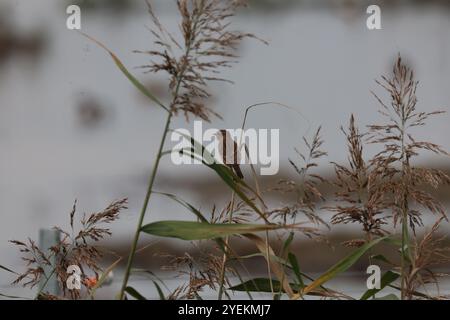 Purfleet Essex, Regno Unito. 27 agosto 2024. PURFLEET, Regno Unito, AGOSTO 27: KingFisher presso RSPB Rainham Marshes Nature Reserve, Purfleet, Essex - 27 agosto 2024. Crediti: Action foto Sport/Alamy Live News Foto Stock