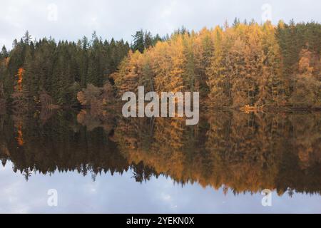 Larici d'oro autunnali che si riflettono nelle calme acque del fiume Tummel a Pitlochry, Perthshire, creando una scena serena e pittoresca nella SCO Foto Stock