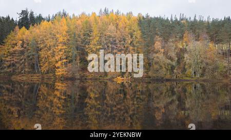 Larici d'oro autunnali che si riflettono nelle calme acque del fiume Tummel a Pitlochry, Perthshire, creando una scena serena e pittoresca nella SCO Foto Stock