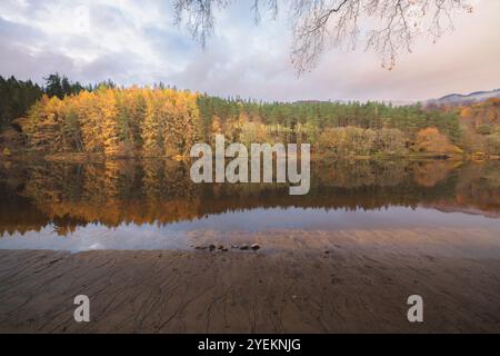 Larici d'oro autunnali che si riflettono nelle calme acque del fiume Tummel a Pitlochry, Perthshire, creando una scena serena e pittoresca nella SCO Foto Stock