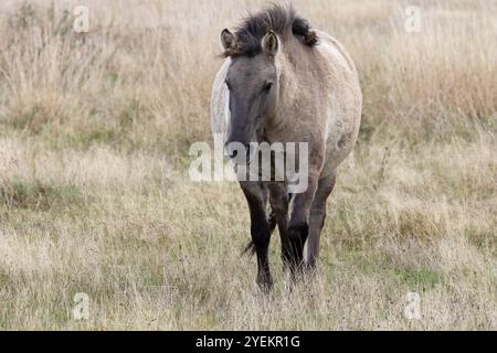 Konik Pony (Equus ferus caballus) Norfolk ottobre 2024 Foto Stock