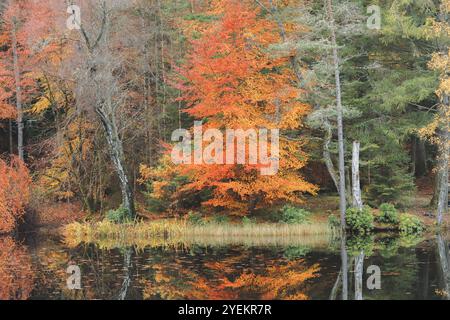 Un vibrante albero autunnale si riflette sulle acque tranquille del Loch Dunmore nella foresta Faskally, creando una scena serena e pittoresca in mezzo alla stagione scozzese Foto Stock