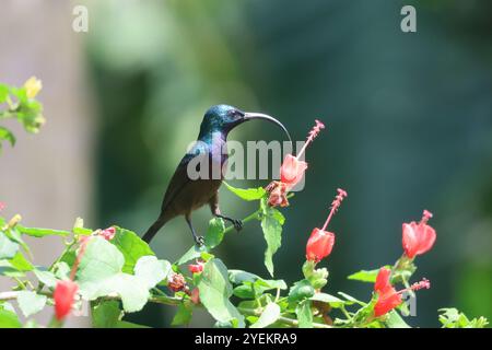 "Regalo di conto lungo". Loten's sunbird o sunbird a becco lungo o sunbird con petto di rosa. Comune in India. Il sunbird cerca di prendere il nettare dal flo Foto Stock