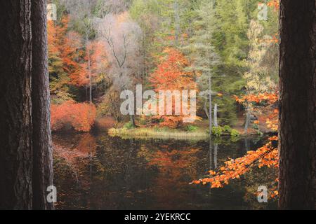 Un vibrante albero autunnale si riflette sulle acque tranquille del Loch Dunmore nella foresta Faskally, creando una scena serena e pittoresca in mezzo alla stagione scozzese Foto Stock