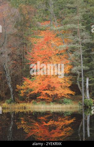 Un vibrante albero autunnale si riflette sulle acque tranquille del Loch Dunmore nella foresta Faskally, creando una scena serena e pittoresca in mezzo alla stagione scozzese Foto Stock