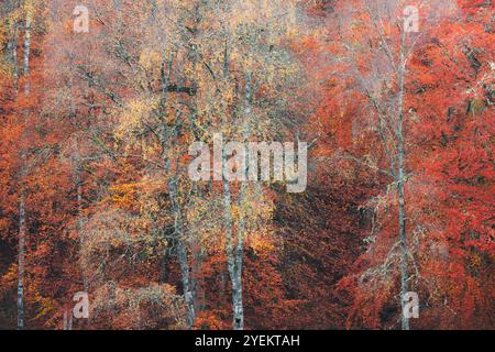 Una vibrante scena autunnale alla Faskally Forest of Trees con rami intricati su uno sfondo denso di fogliame nel Perthshire, in Scozia, catturando il Foto Stock