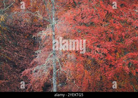 Una vibrante scena autunnale alla Faskally Forest of Trees con rami intricati su uno sfondo denso di fogliame nel Perthshire, in Scozia, catturando il Foto Stock