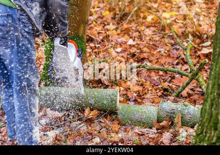 Lavoratore forestale con motosega - albero di abbattimento dei lembi in operazione di registrazione sostenibile Foto Stock