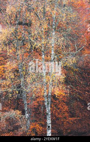 Una vibrante scena autunnale nella Faskally Forest di un albero con rami intricati su uno sfondo denso di fogliame nel Perthshire, in Scozia, che cattura il Foto Stock