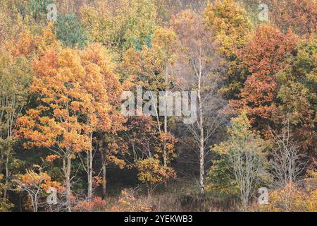 Un tranquillo bosco a Fife, Scozia, mostra un vivace arazzo di colori autunnali, con un ricco fogliame e un tranquillo paesaggio forestale. Foto Stock