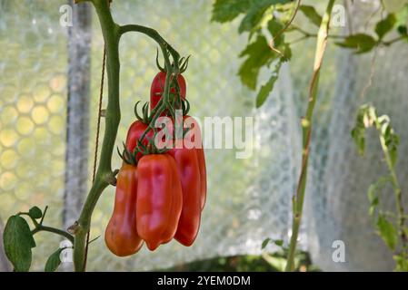 Pomodori San Marzano che crescono sulla vite. Foto Stock