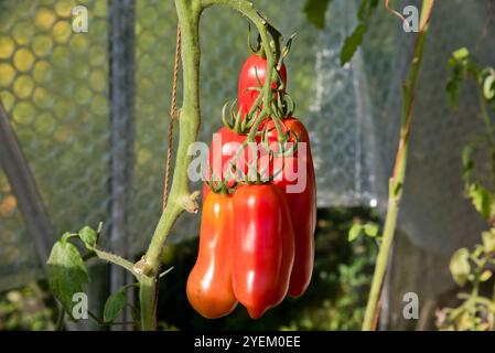 Pomodori San Marzano che crescono sulla vite. Foto Stock