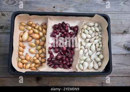 Sopra i set di cipolle svernanti prima della semina Foto Stock