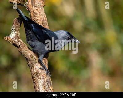 Jackdaw nel Galles centrale in autunno Foto Stock