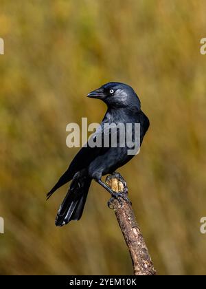 Jackdaw nel Galles centrale in autunno Foto Stock