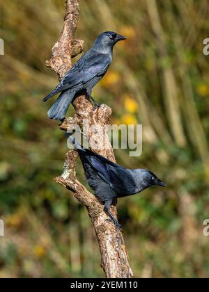 Jackdaw nel Galles centrale in autunno Foto Stock